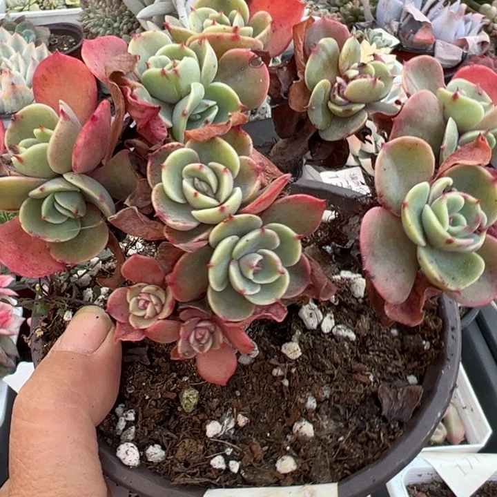 爱斯梅兰大多肉植物2350