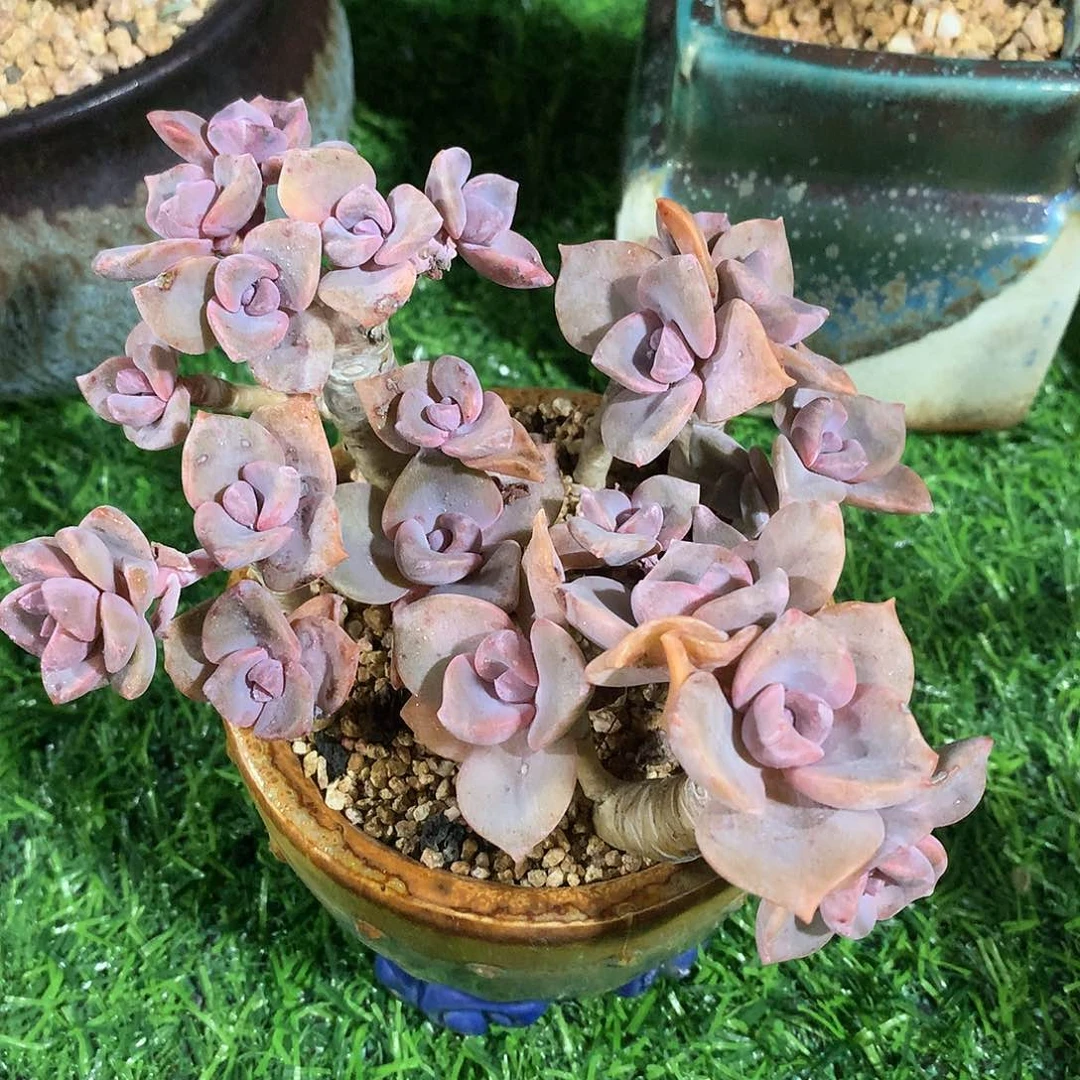 彩虹糖12 公分一物一拍