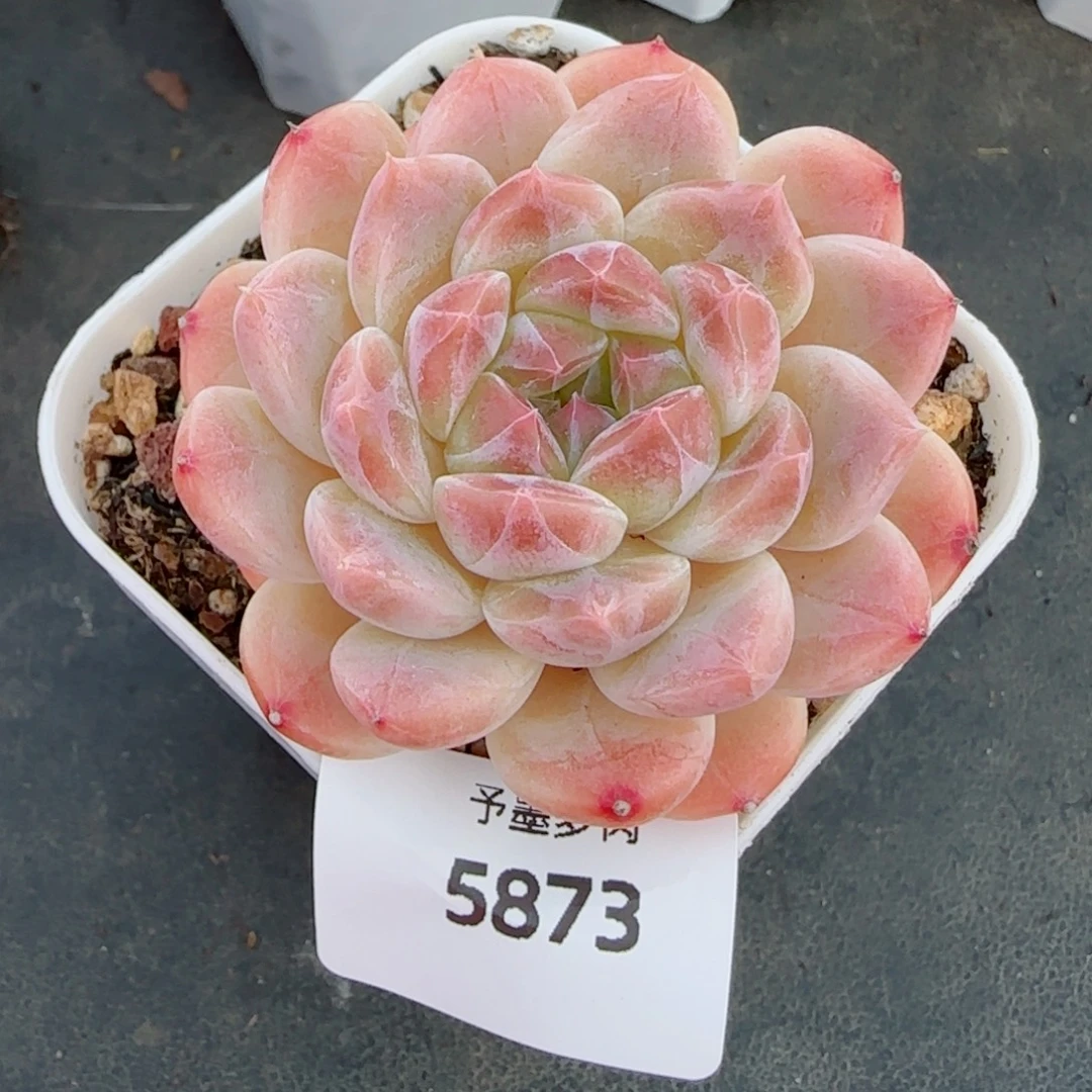 冰魄，5873多肉植物