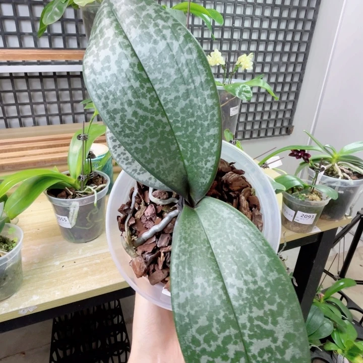 完全开放SWR M606-原厂花原厂花牌-913