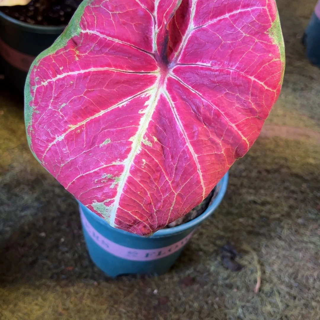 无花朵圆脸泰彩养定60