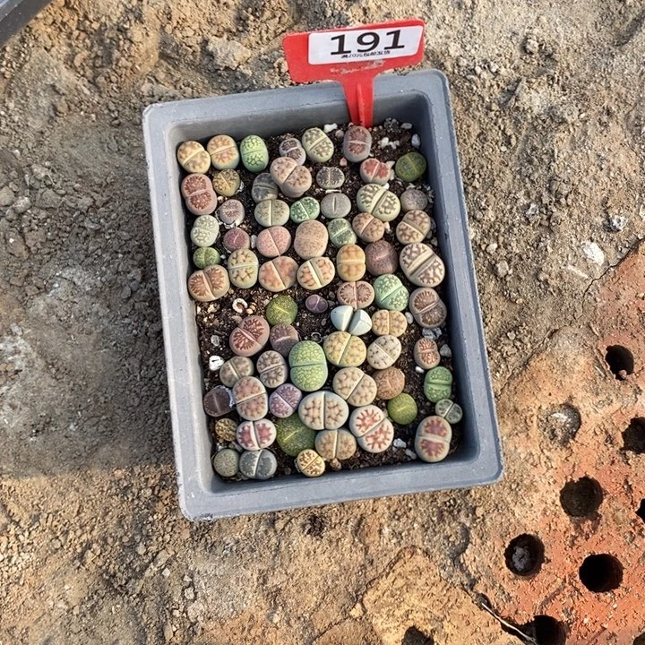 黄***骞生石花的季节是191