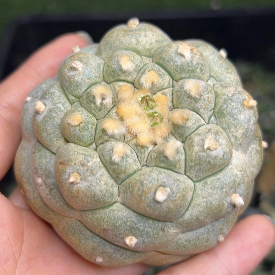 54  有根 仙人球的世界
