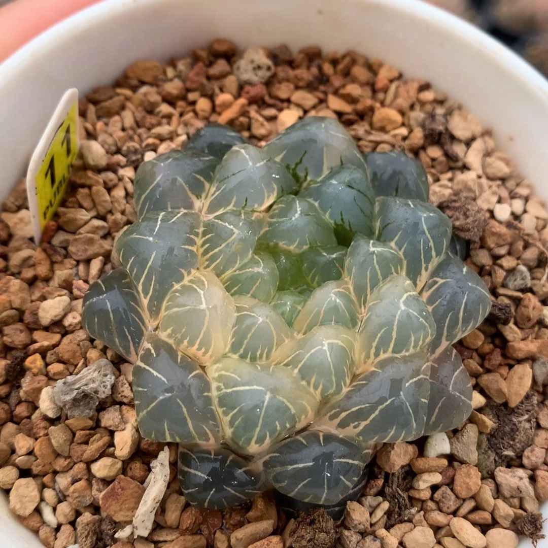 以实际为准11实生玉露