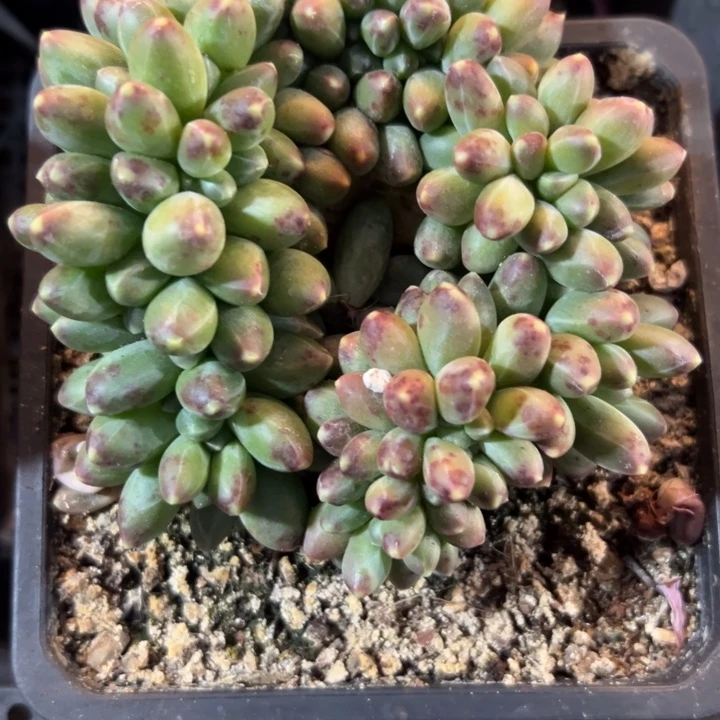 幸运儿是一位非常优秀