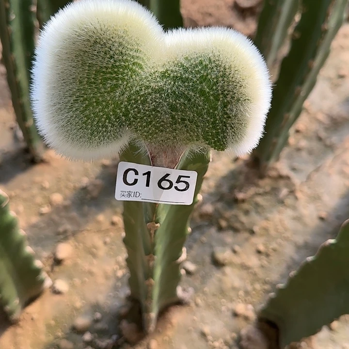 卖****司嫁接九尾狐缀化165