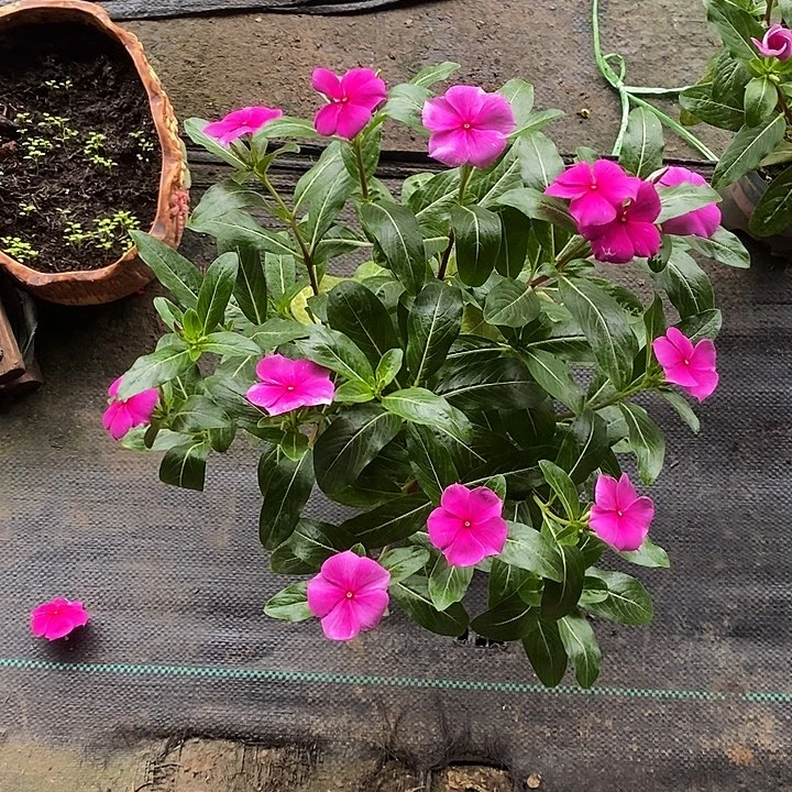 木本长春花胭脂红