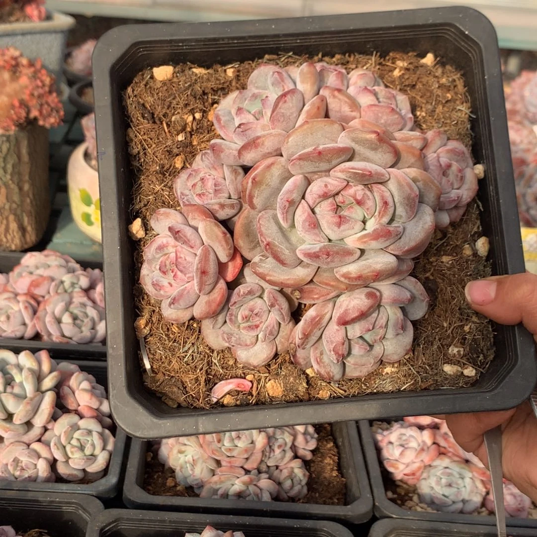 哈哈哈哈哈哈哈34