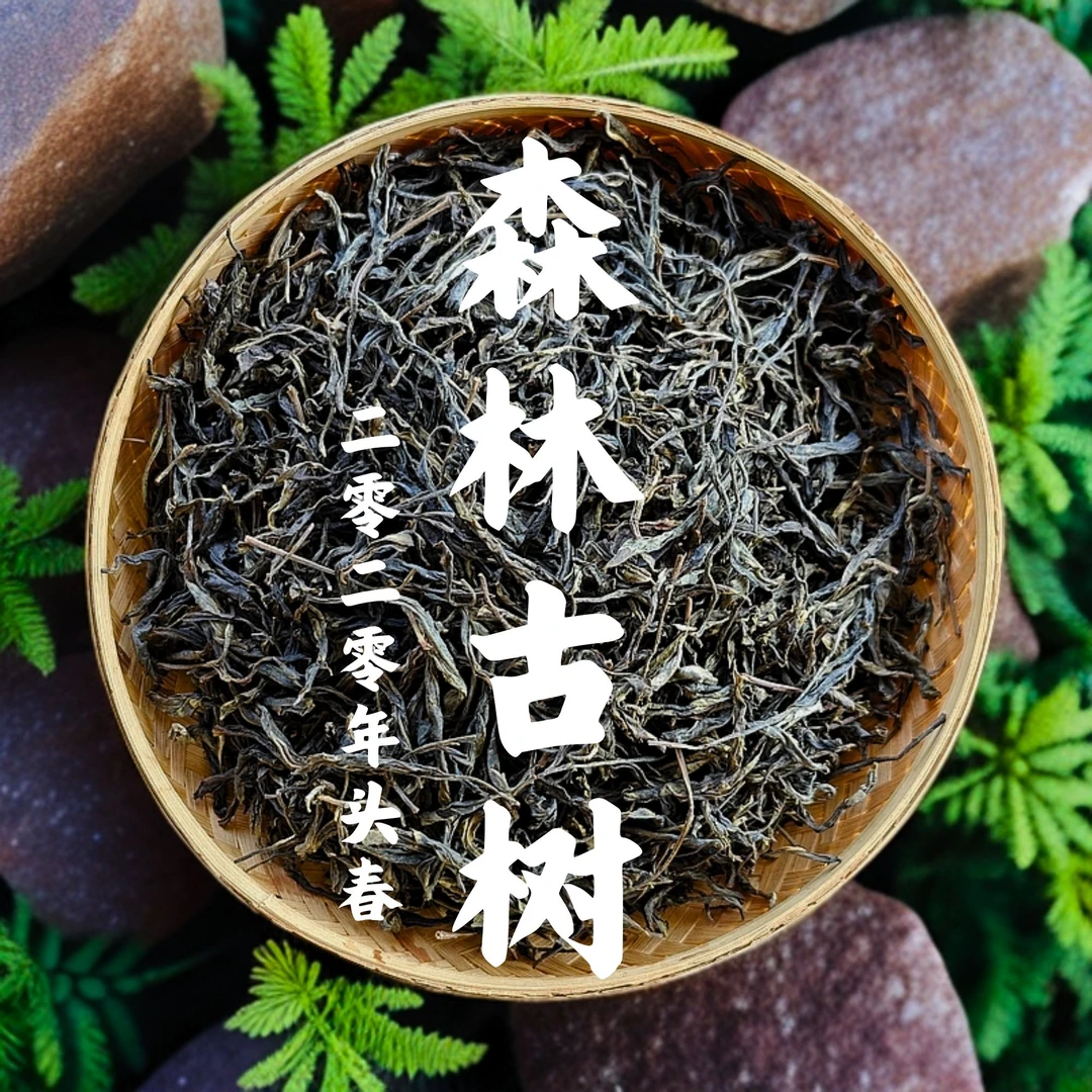 【支书优选】2020年 邦旭森林古树 头春老生茶  散茶