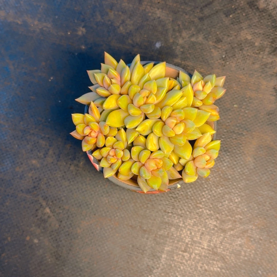 秋***.秋天多肉发货111111111