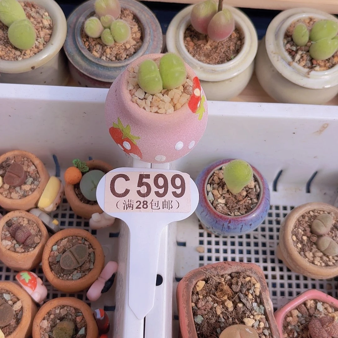 C599毛翠堤一物一拍