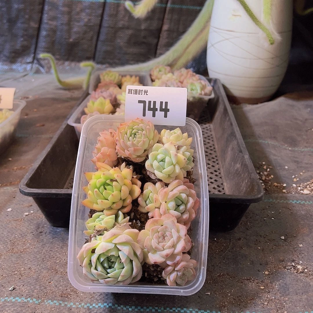 744.拼盘，多肉植物