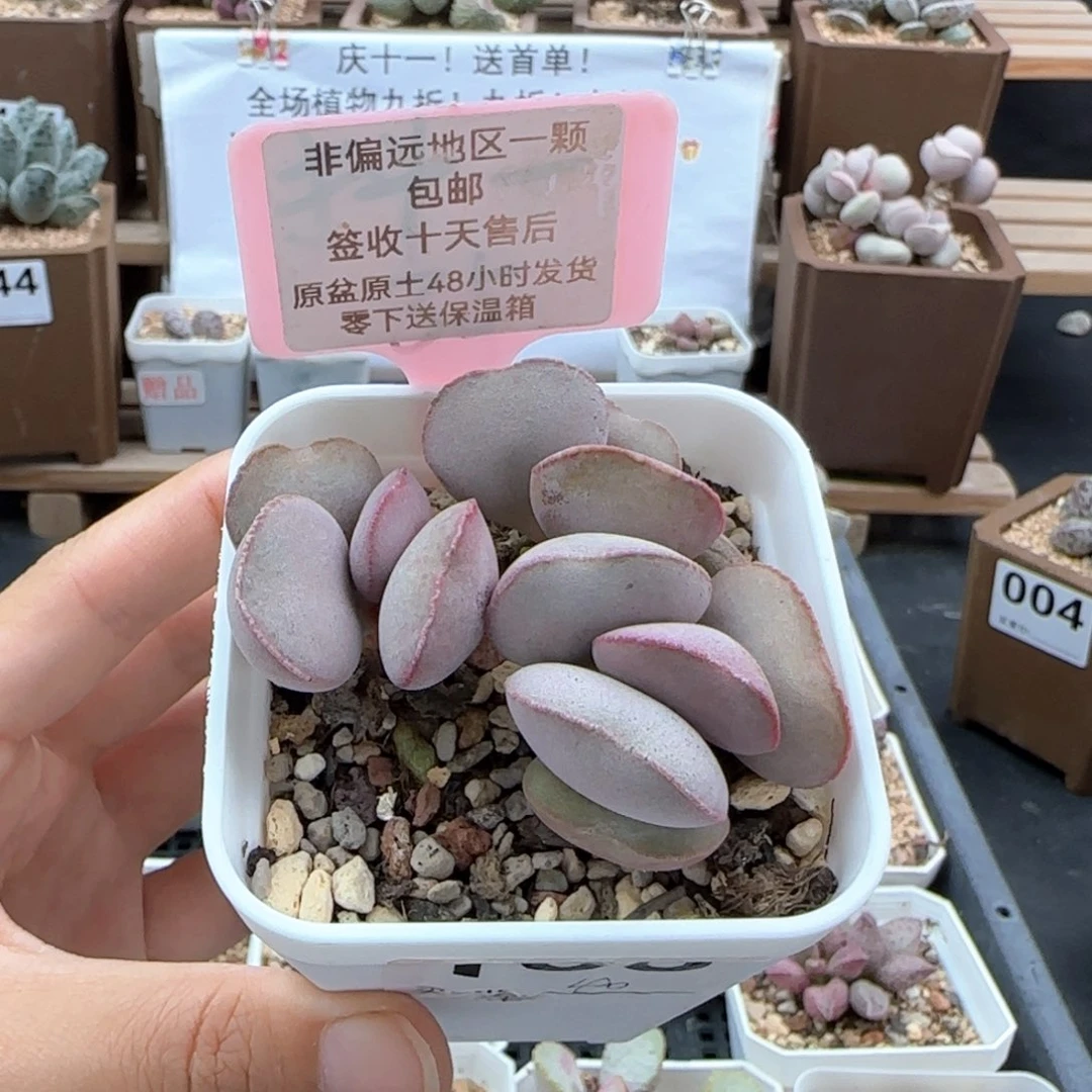 168白肌红蛋多肉