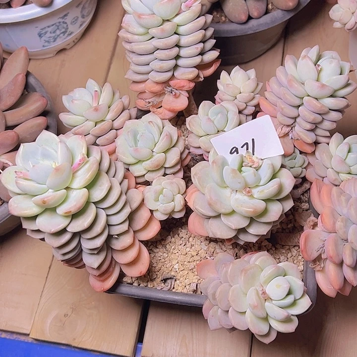 没**果971/////////////