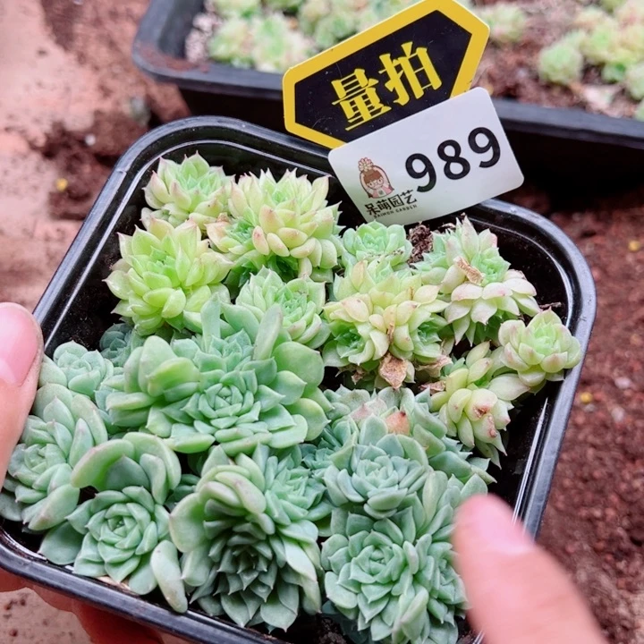 多肉植物多肉植物