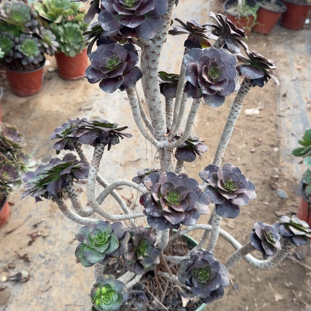 厚黑圆叶带晚霞头孤品包邮断枝不包