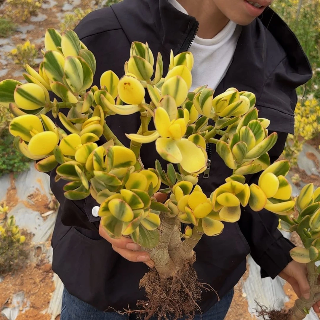 9新花月锦多肉植物