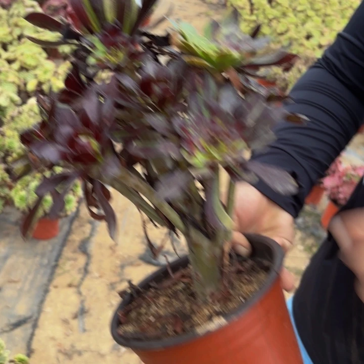 瑞妈多肉植物，323水墨丹青