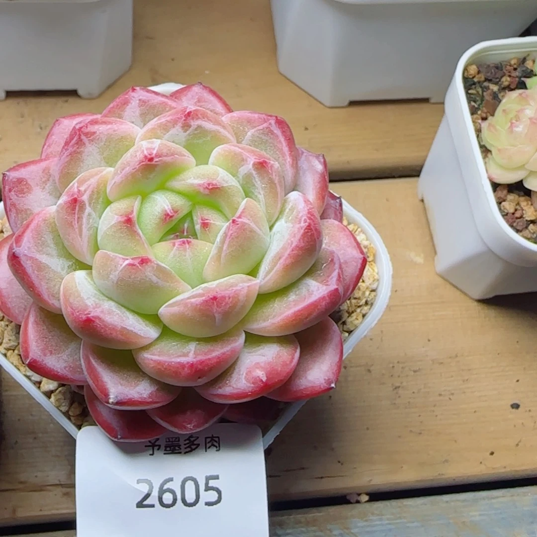 孤品，2605多肉植物