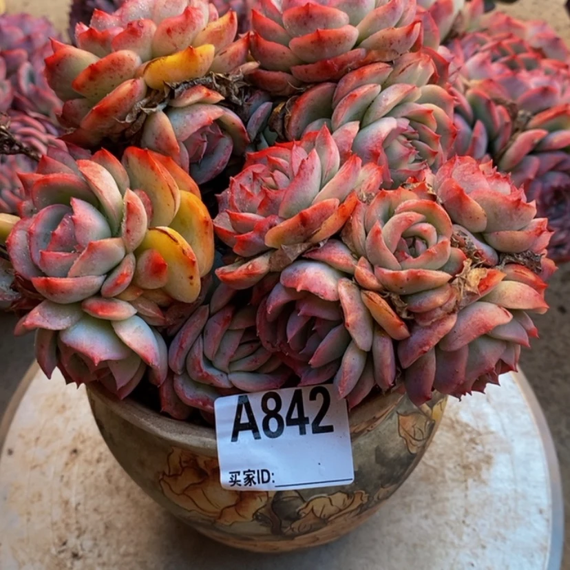 【闪购商品】小*.多肉植物