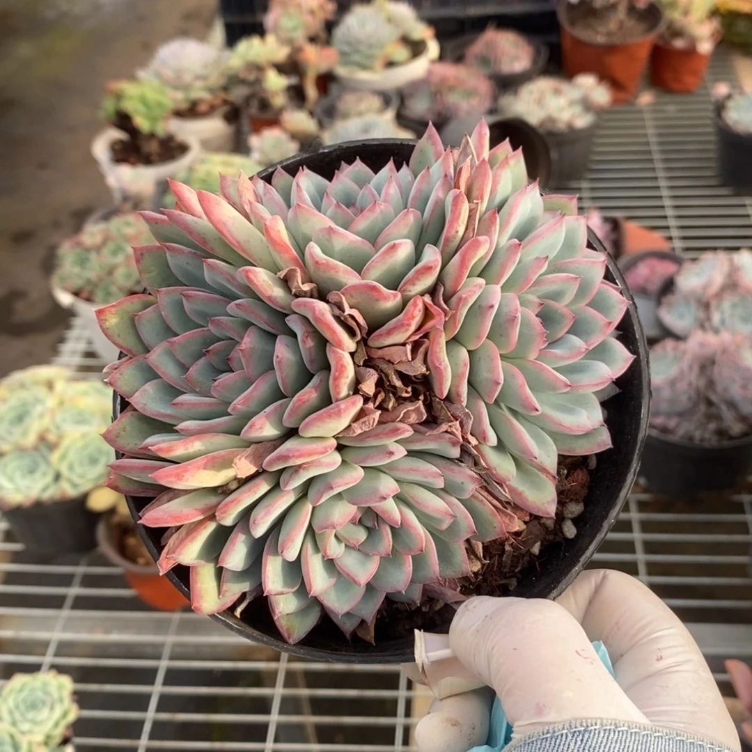 8593荷花群一物一拍