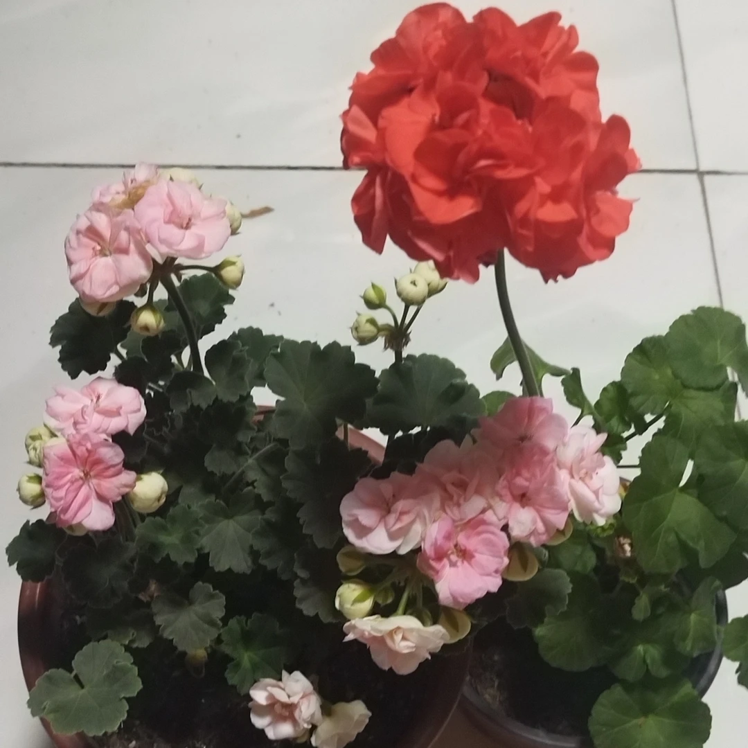 玫瑰女孩➕红皖小盆包邮到家