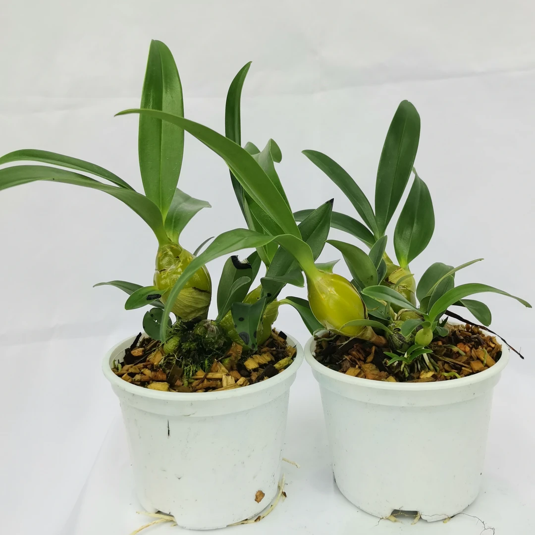 【鸡蛋鼓槌】小盆栽 4-6月份开花 观赏性强