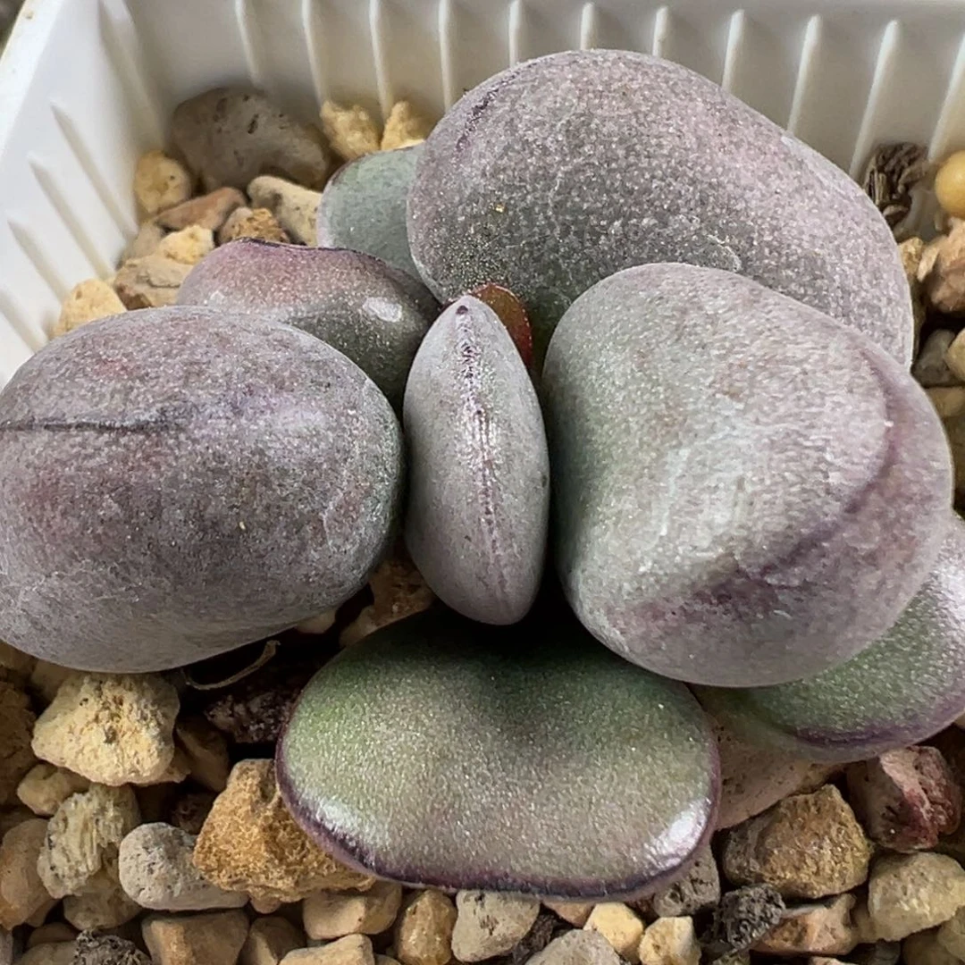 w球球紫蛋多肉植物水泡