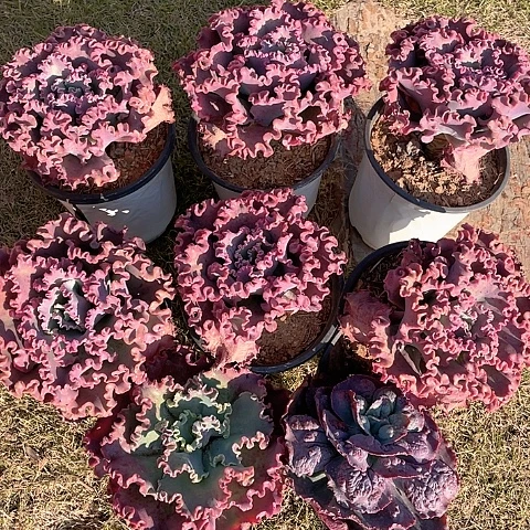 漠*A17 包菜系列 8 棵