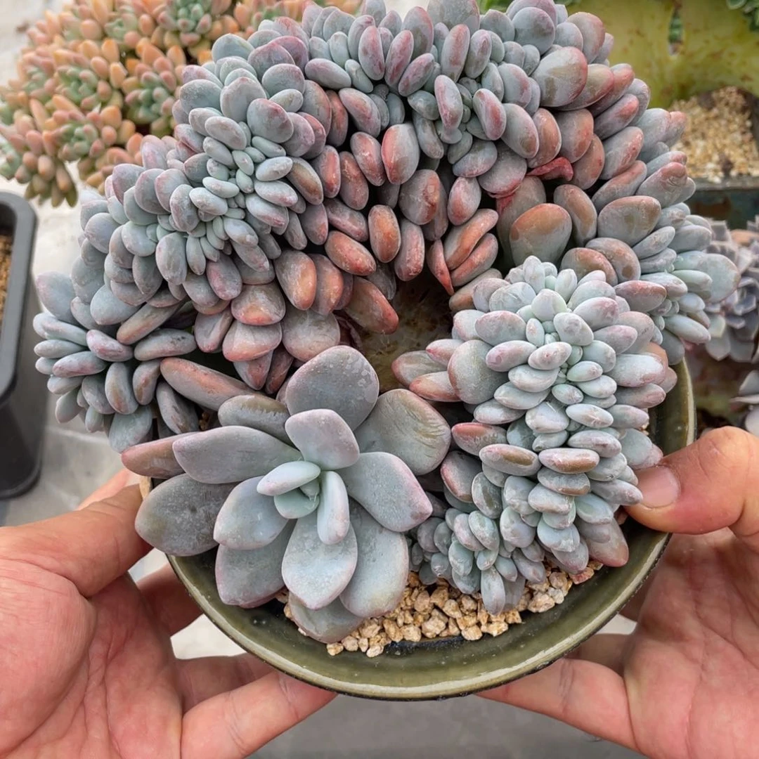 182粉兔缀不带盆19厘米
