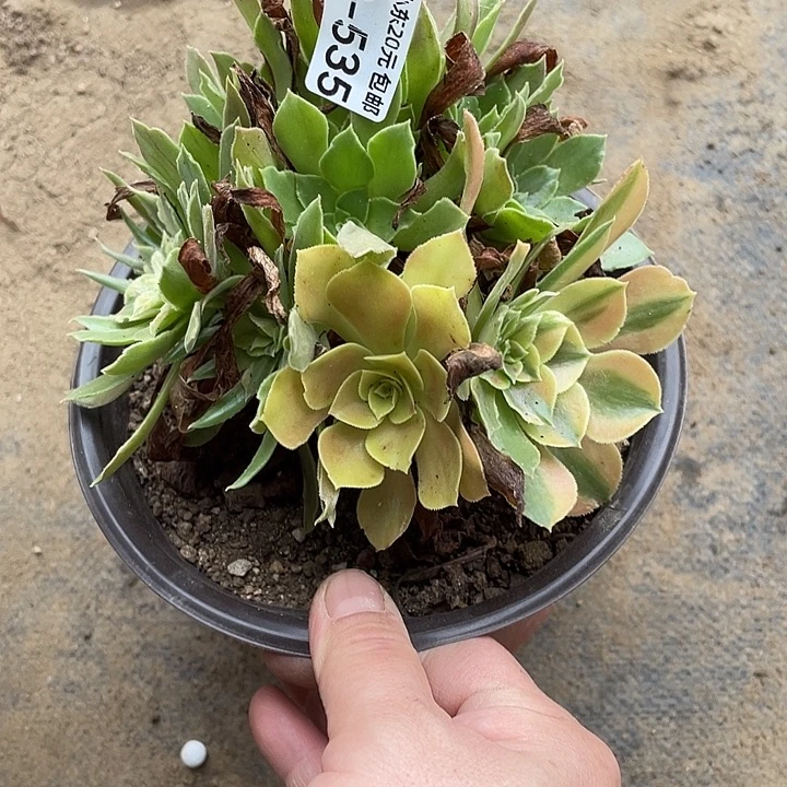 535光辉多肉植物法师