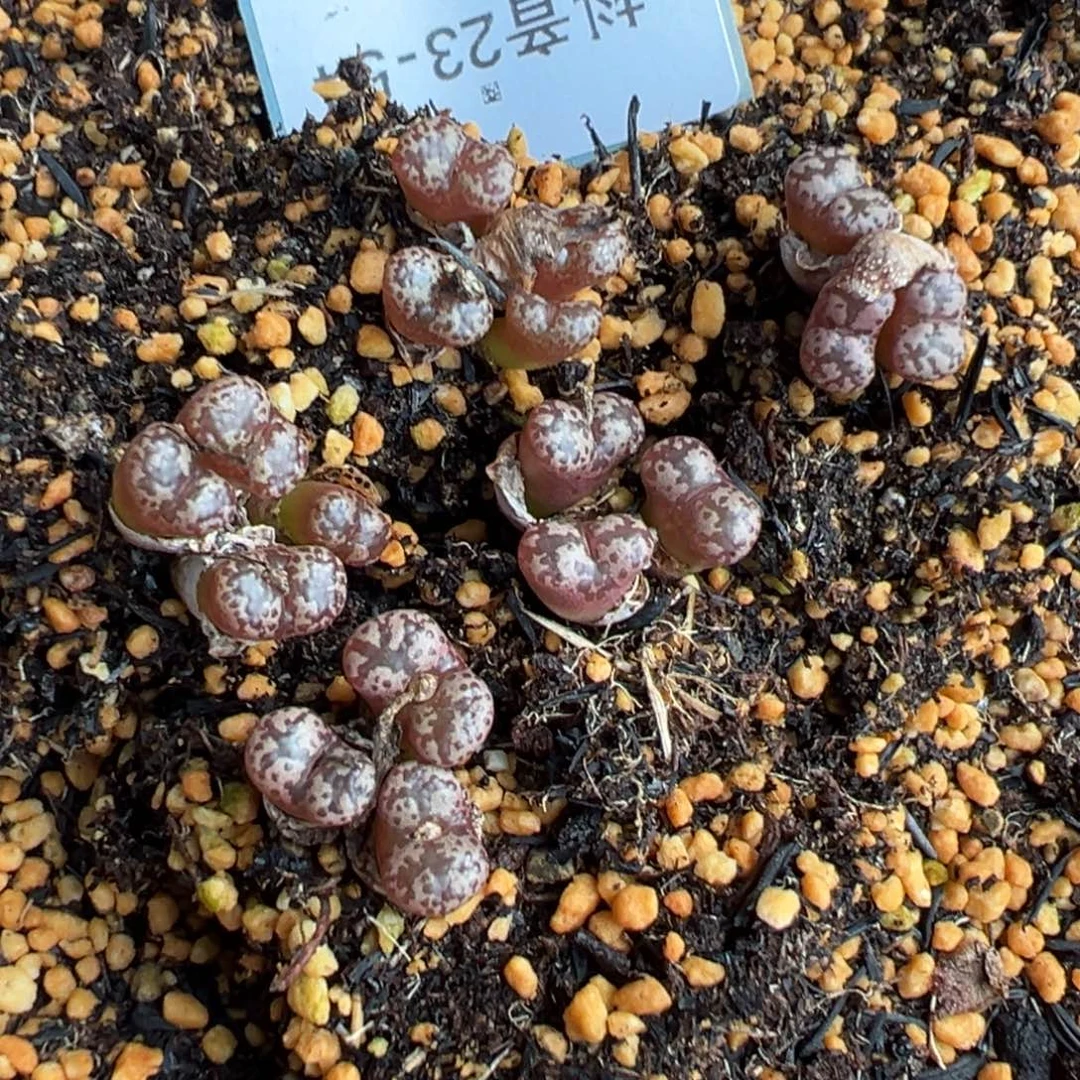 23-54肉锥多肉植物，