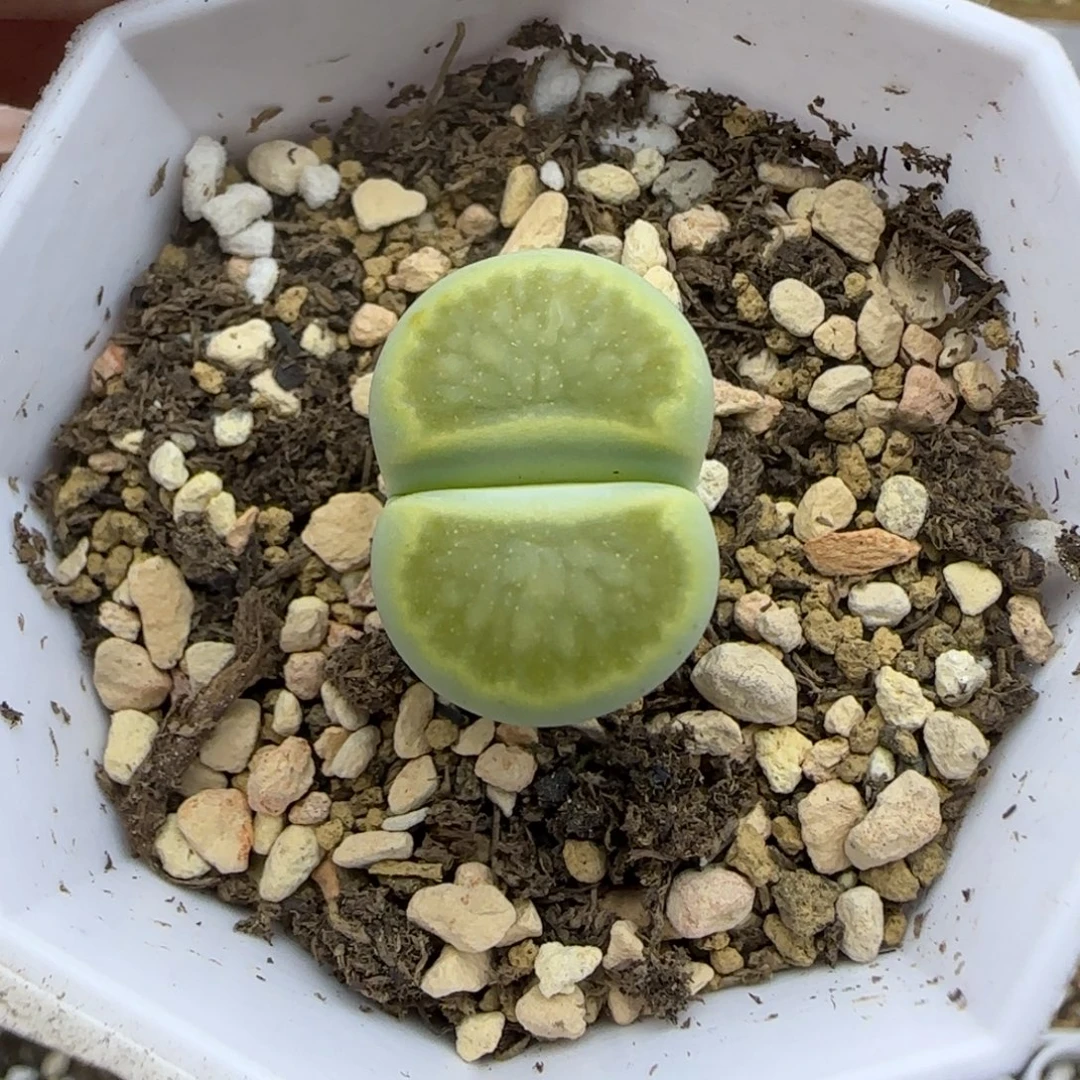 星空晕染绿菊福利大棚直播