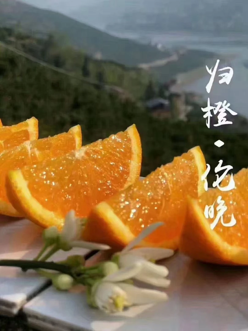 湖北正宗秭归伦晚脐橙新鲜水果皮薄多汁当季橙子