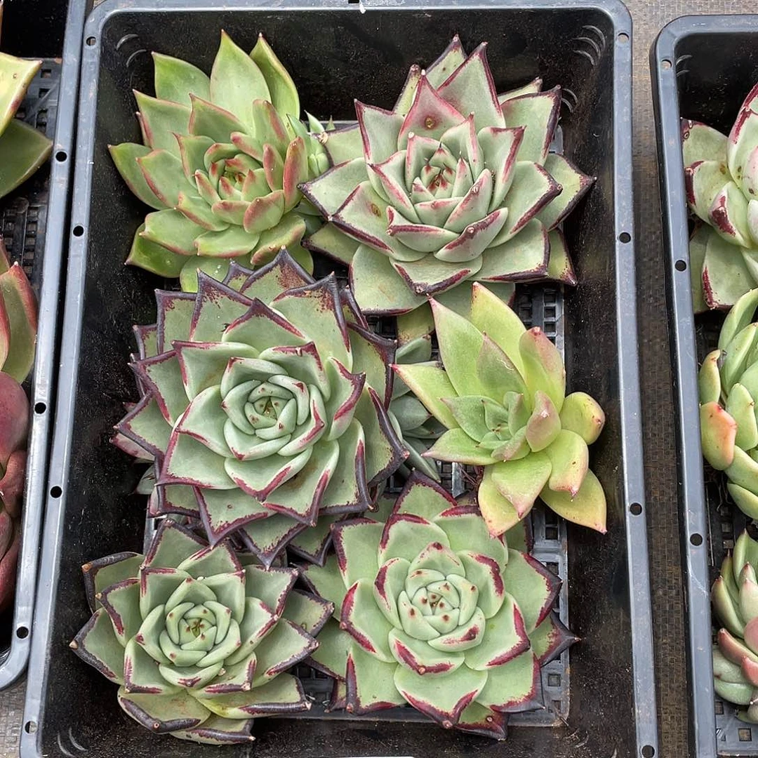 若如东云筐拍A630