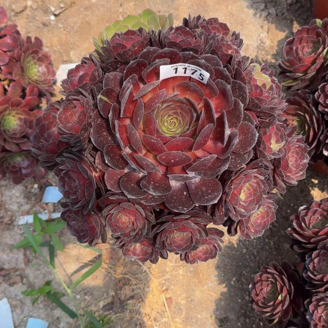 春*雨1175黑美人多肉植物