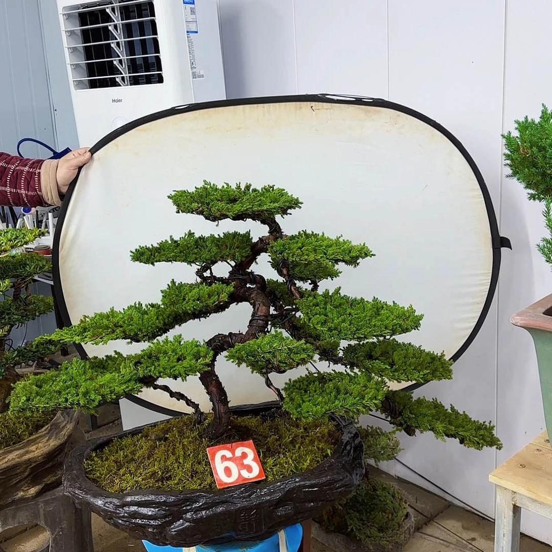 盆景直播间一物一拍