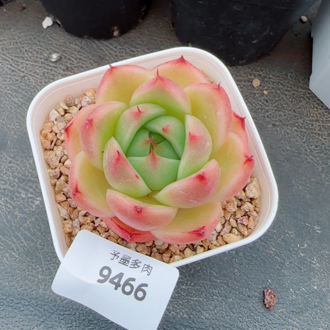 玉玲珑，9466多肉植物