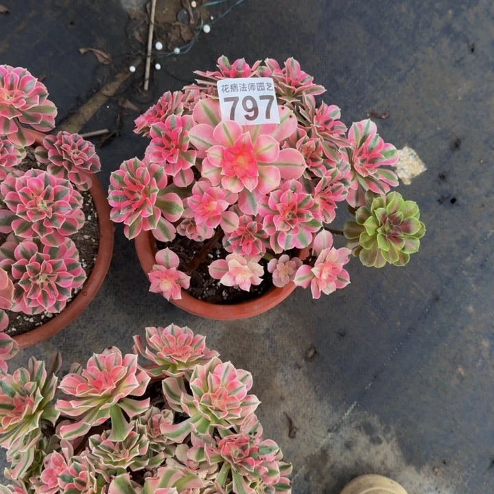 000000000000797女巫