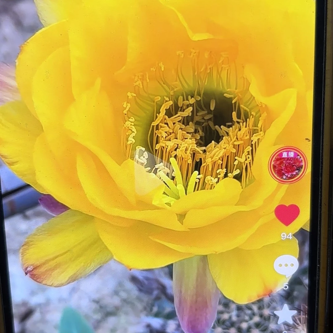 黄金酒杯毛侧牙20包邮仙人球48