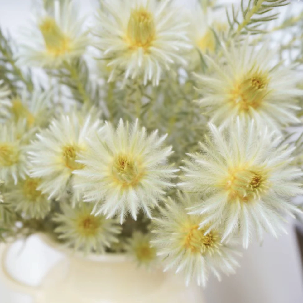 【金鹅绒】小众南非鲜切花可干花云南顺丰包邮