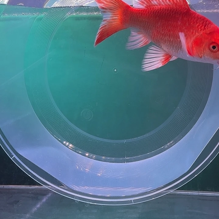 ****余蝴蝶鲤鱼32号红色蝴蝶鲤