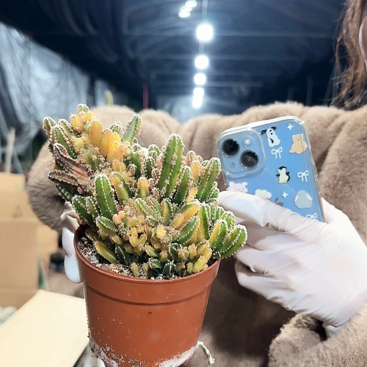 万重山锦1111111111