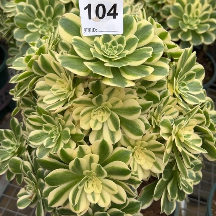 104碧玉25厘米左右