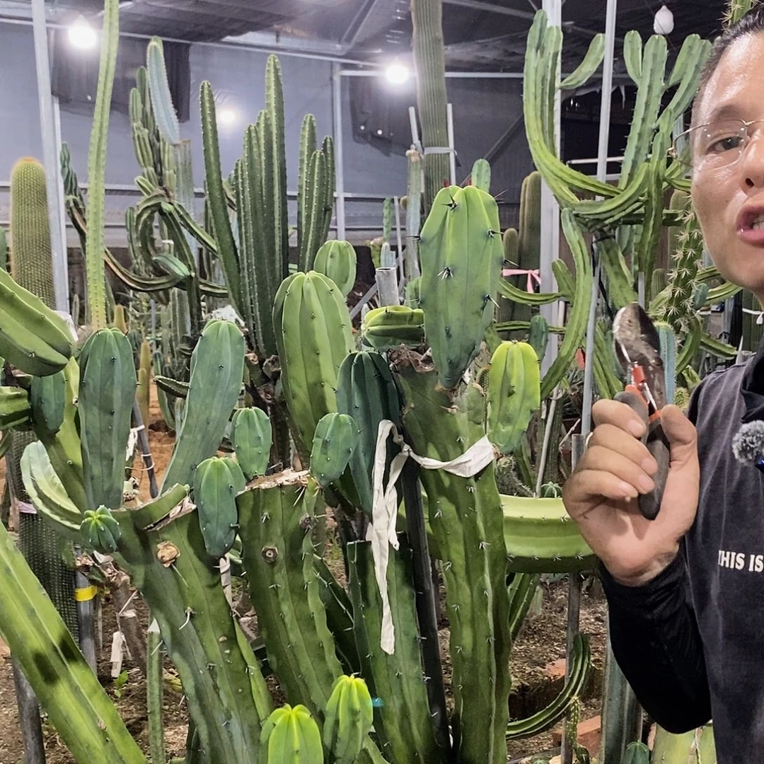 20-30龙神木现砍侧枝量拍