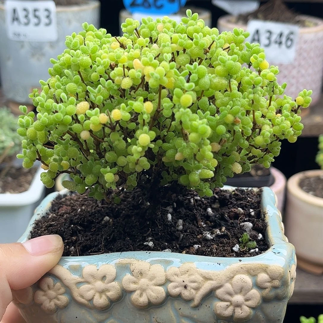 18蜜桔带盆糖球优选枝干