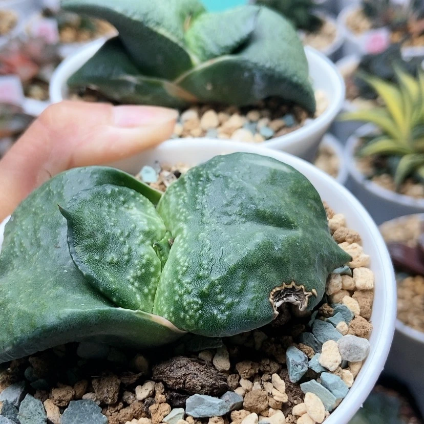 【闪购商品】?卧牛167