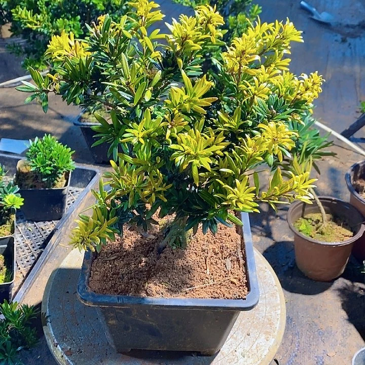 强***茶罗汉松鲜花绿植