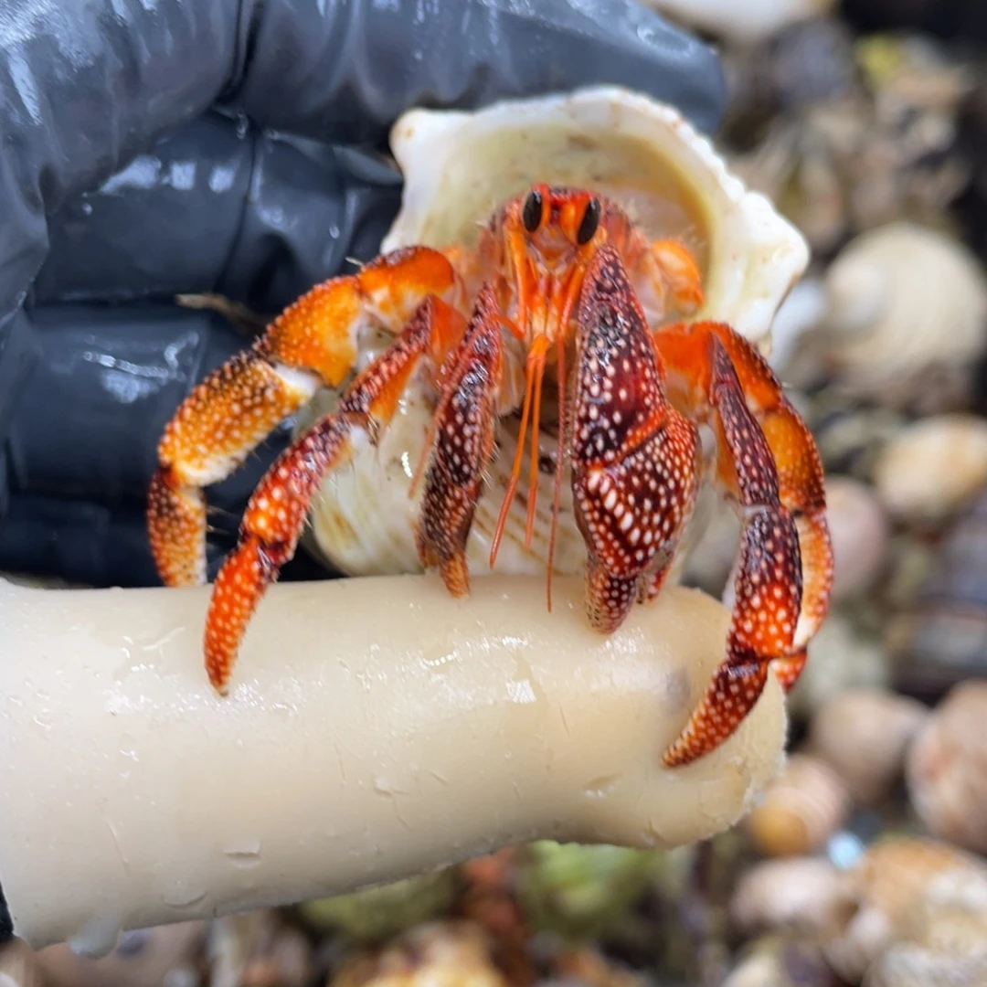 不退不换活体宠物53