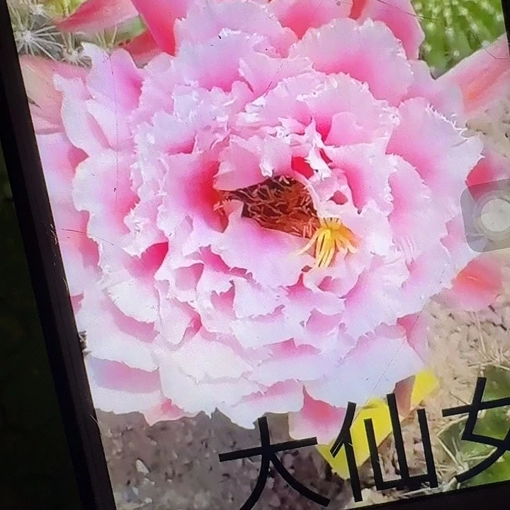 大仙女根高13公分毛花柱